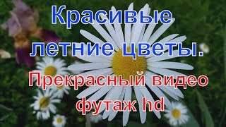 Красивые летние цветы - ромашки, мак и васильки. Футаж HD