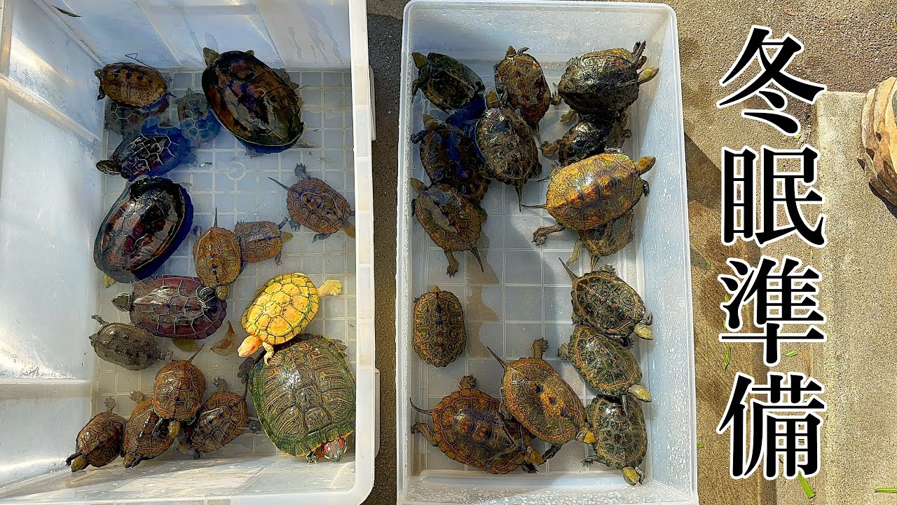 【多頭飼育】150匹のカメを飼育する我が家の冬眠方法とは…