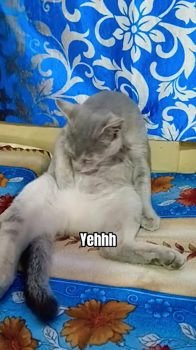 Wash my belly, yehhh ,#catshorts,#catlover 😉