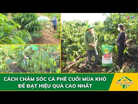 Cách chăm sóc cà phê cuối mùa khô để đạt hiệu quả cao nhất mới nhất 2023