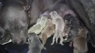 Bully aka pitbull with newborn pups