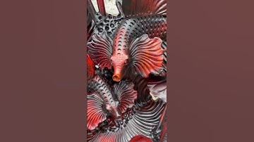 Cấu cá xiêm gỗ trắc đỏ đen #shorts