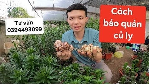 Bảo quản củ giống hoa ly cần lưu ý gì?