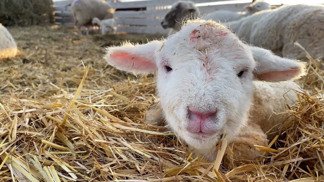 Lambing vlog 7 The LAMB with the Swollen HEAD ! SHEEP Farmer YouTube