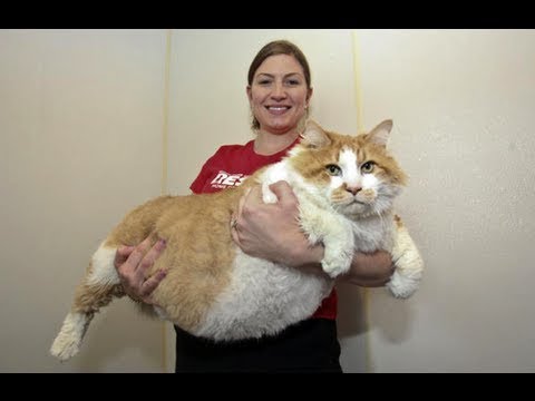 Vídeo: A Maioria Dos Gatos Gordos Fica Feliz - Veterinário Diário