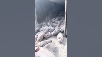 Frozen tuna unloading process- good methods can improve work efficiency