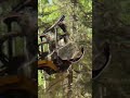 Full Day Land Clearing | Cat 299D3 Mulcher in Action