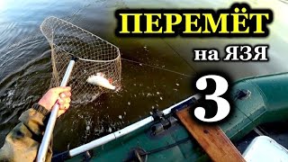 Рыбалка на ПЕРЕМЁТ (перетягу). Ловля ЯЗЯ. Проверка 3: Отличный результат!