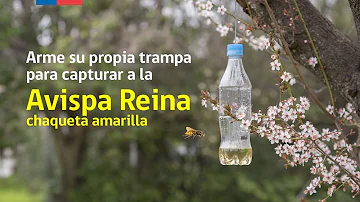 ¿Matar a las avispas amarillas atrae a más?