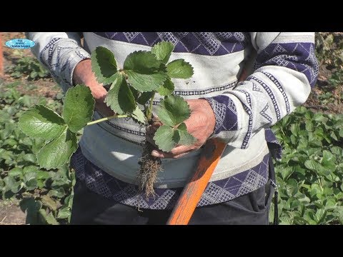 Как подготовить рассаду клубники к пересадке осенью.