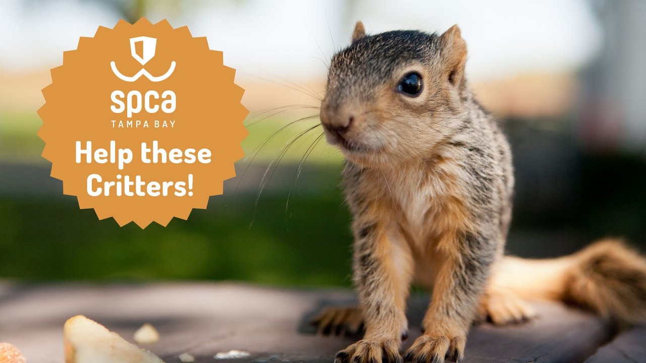 I Rescued A Baby Squirrel From My Backyard! YouTube