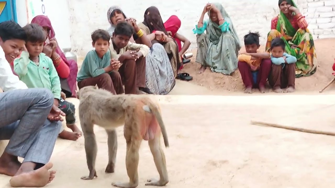 बंदर का खेल... पेतर मेले में। बंदर नाटक। बंदर बंदरिया का खेल, प्रसिद्ध वीडियो🐒🐒🐒🐒🐒🐒🐒🐒🐒🐒🐒🐒💯💯💯💯💯💯💯