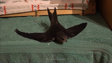 Mauersegler / Swift (Apus apus) Rescue 2018