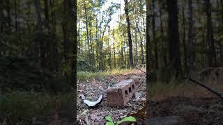 IMG 0558