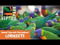 ANIMAL TALES WITH TIM FAULKNER | EPISODE FOUR | RAINBOW LORIKEETS & BACKYARD BIRDS