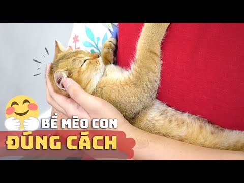 Video: Cách Gắn Mèo Con
