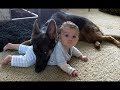 Dogs protects babies and kids compilation 2018  the best protection dogs