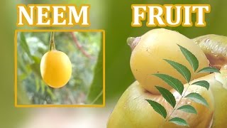 NEEM FRUIT / neem seed / neem oil - full details