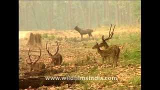 Chital or Axis deer at forest edge