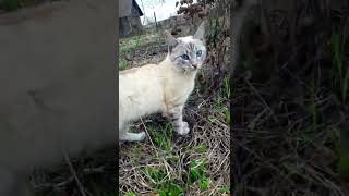 Кот Охос Озулес на природе | Cat Ojos Azules in nature