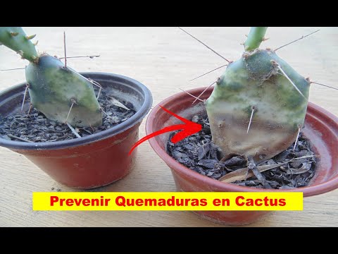 Video: Cuidando los cactus quemados por el sol - Información sobre las quemaduras solares en los cactus