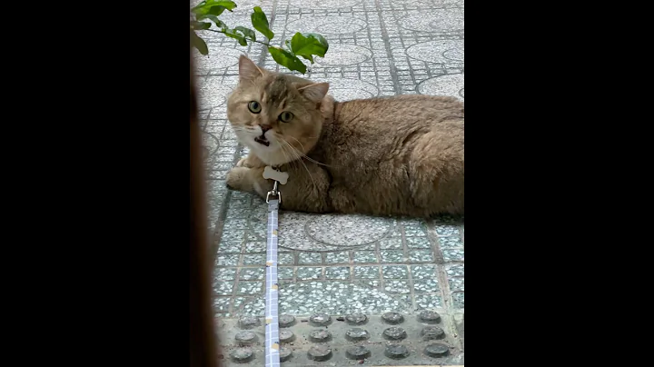 Video 11792891: britishshorthair cat cute funnycat, britishshorthair cats catlover, britishshorthair catlover cute funny