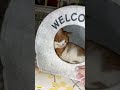 Я гостей не жду😺