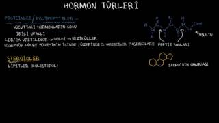 Hormon Türleri (Sağlık ve Tıp) (Endokrin Sistemi)