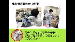 【動物資源生命科学コース】生物資源研究室（上野 豊 准教授） 2021オープンラボ動画