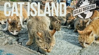 The Cat Islands of Japan | 100 Wonders | Atlas Obscura