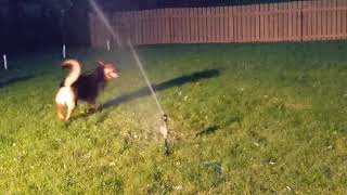 Cachorro Brincando Com Água