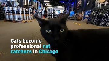 Feral cats become professional rat catchers in Chicago