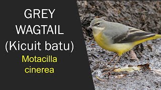 Grey wagtail (Kicuit batu) in Cangar, Batu East Java Indonesia