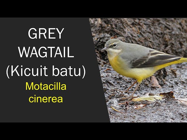 Grey wagtail (Kicuit batu) in Cangar, Batu East Java Indonesia class=
