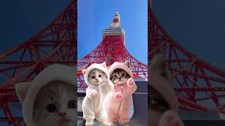 Macarena Dance Cat Go To Tokyo Tower