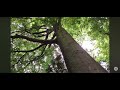 Depression, ADHD The Enduring Presence of Trees: Shelter, Sustenance, and the Cycle of Life