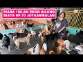 Piara 100an ekor anjing biaya 70 jutaan per bulan