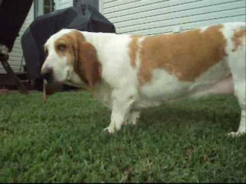 Bassett Hound BFF