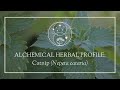 Alchemical Herb Profile: Catnip (Nepeta cataria)