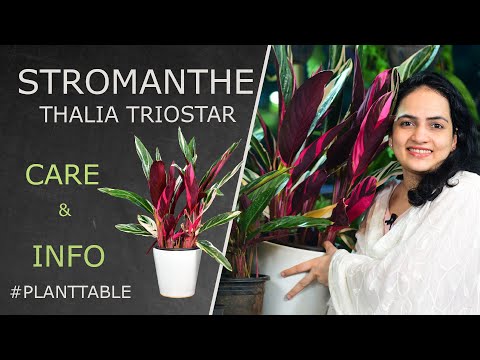 Stromanthe Thalia Triostar Care U0026 Info | Plant Table | Indoor Plants