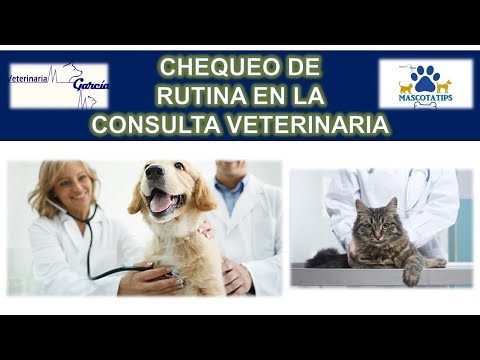 Video: ¿Con qué frecuencia debe un cachorro ver al veterinario?