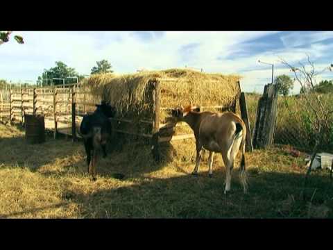 ფერმერის დღიური - საკვებწარმოება