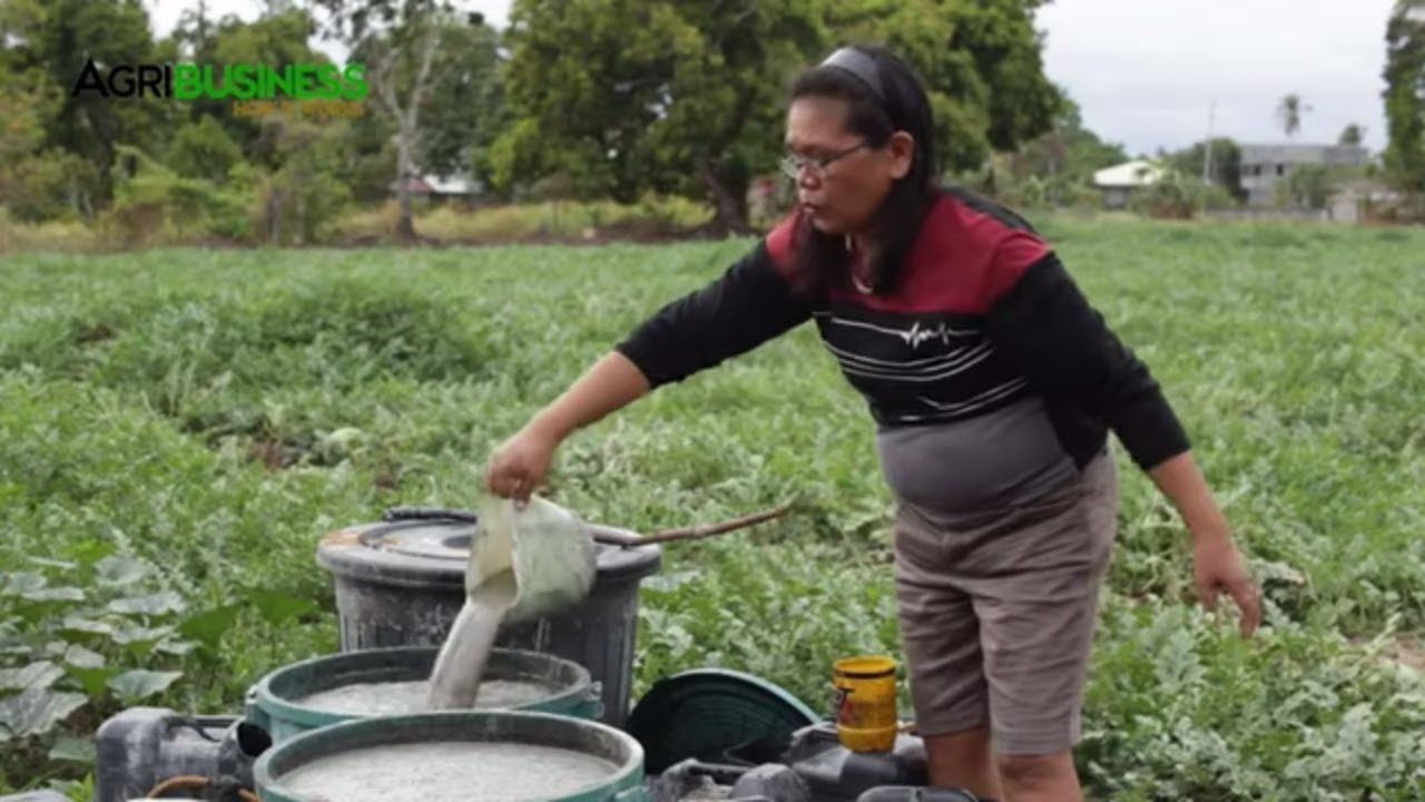 Learn Watermelon Farming COMPLETE GUIDE from the Biggest Watermelon