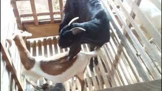Kambing jawa kawin silang dengan kambing kacang