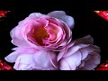 Beautiful and very clear flowers! (HD1080p)