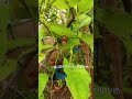 ஆட்டுக்கொம்பு கிழங்கு | #வீட்டுத்தோட்டம்_திருப்பூர் | #agriculture