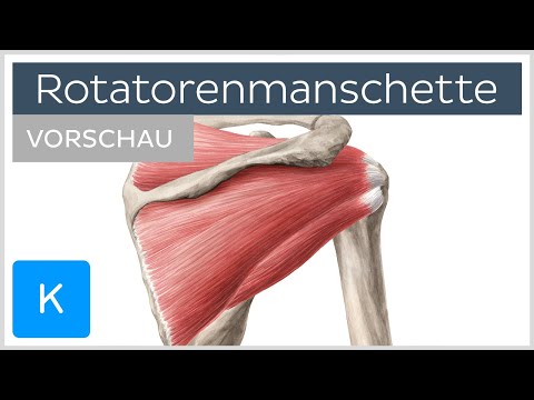 Rotatorenmanschette: Aufbau und Funktion (Vorschau) - Anatomie des Menschen | Kenhub