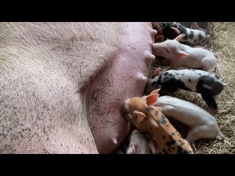 Pig Rescued from Slaughter Raises Family