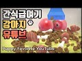 #멍마들  강아지가 좋아하는 간식 영상, 반려견 전용 영상 - Puppies&#39; Favorite YouTube