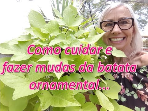 Vídeo: Cuidados de inverno com batata-doce ornamental - Como hibernar plantas de batata-doce